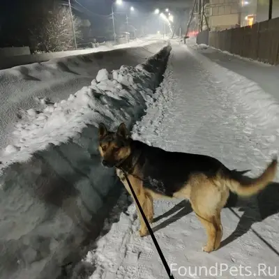 Пропал фенотип немецкой овчарки Мишка