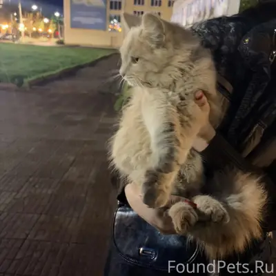 Найден котёнок в рыжем ошейнике, около администрации