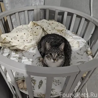 Пропал кот Вася, район Педа
