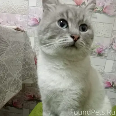 Пропал кот, свяжитесь по телефону