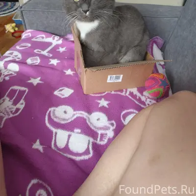 Пропал кот,
