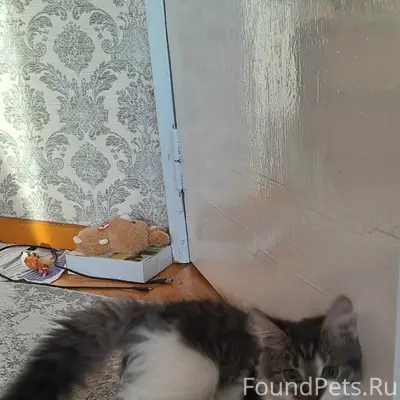 Пропал котёнок бело-серого окраса
