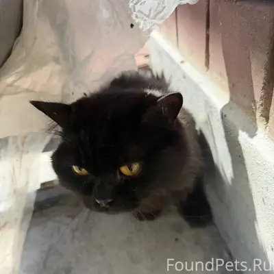 Найден кот, Зеленодольск