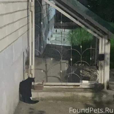 Найдена кошка, 60-летия ВЛКСМ 23, Воронеж