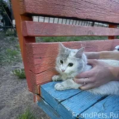 Найдена белая кошка с розовым ошейником