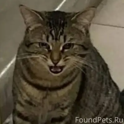 Пропал кот