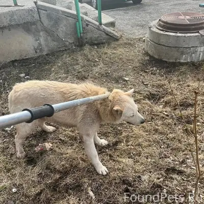 Пропал пёс Кучум, Североуральский округ