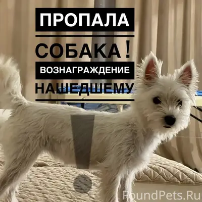 Пропала собака,