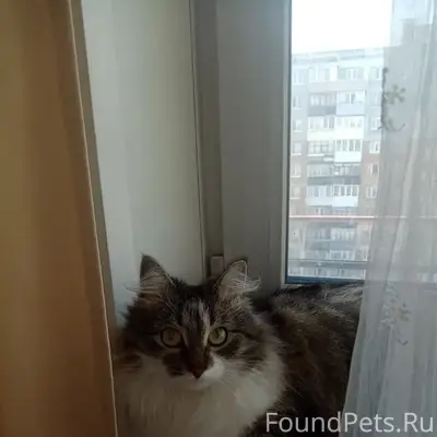 Пропала кошка, ул. Октябрьская