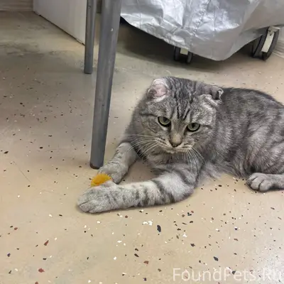 Найден котик Соул, Снежинск