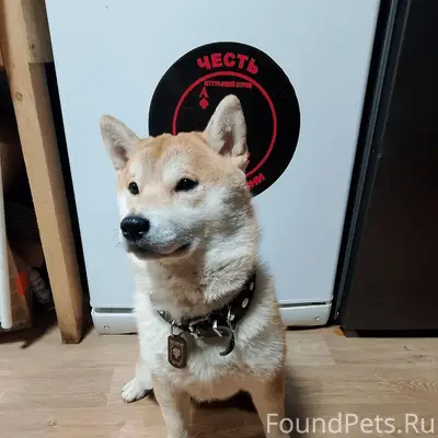 Пропала собака 