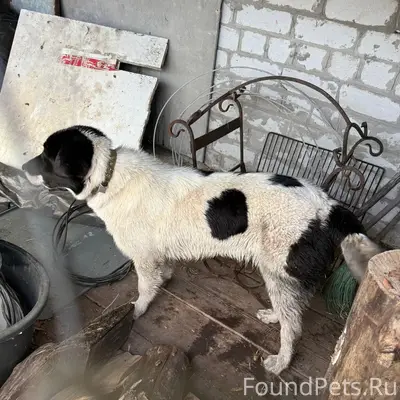 Найден метис алабая и метис лайки, Кукуевка