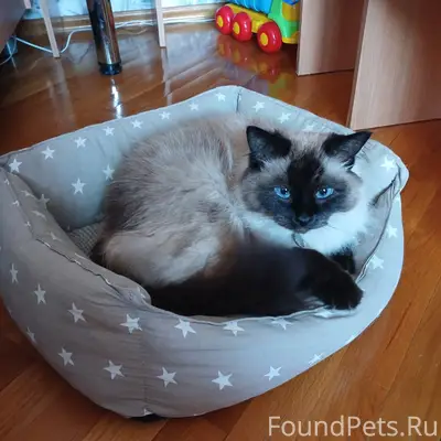 Пропал кот Тоша, Сзр