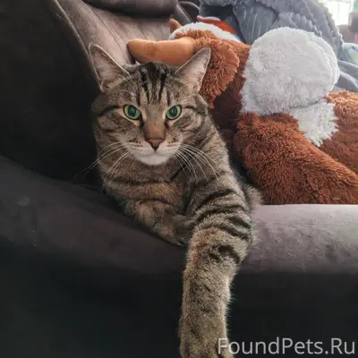 Пропал крупный полосатый кот Василий, Восточный