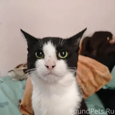 Пропал кот Федя, район Бабушкина