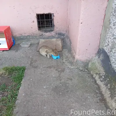 Пропали котята, мальчик кремовый и девочка пестренькая, 2 мкр