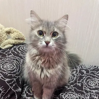 Найдена кошка, возможно породистая