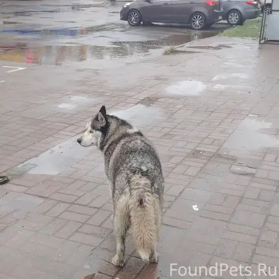 Найдена собака Хаски, ул. Чаадаева, Нижний Новгород