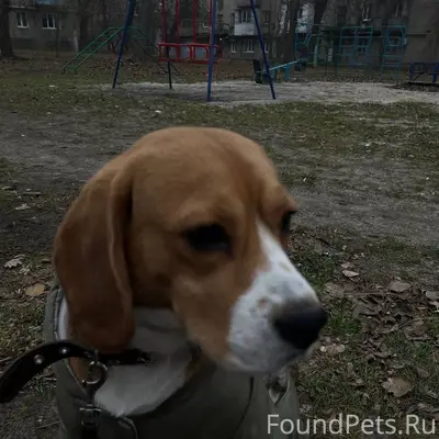 Пропала собака Лаки, Ворошиловский район