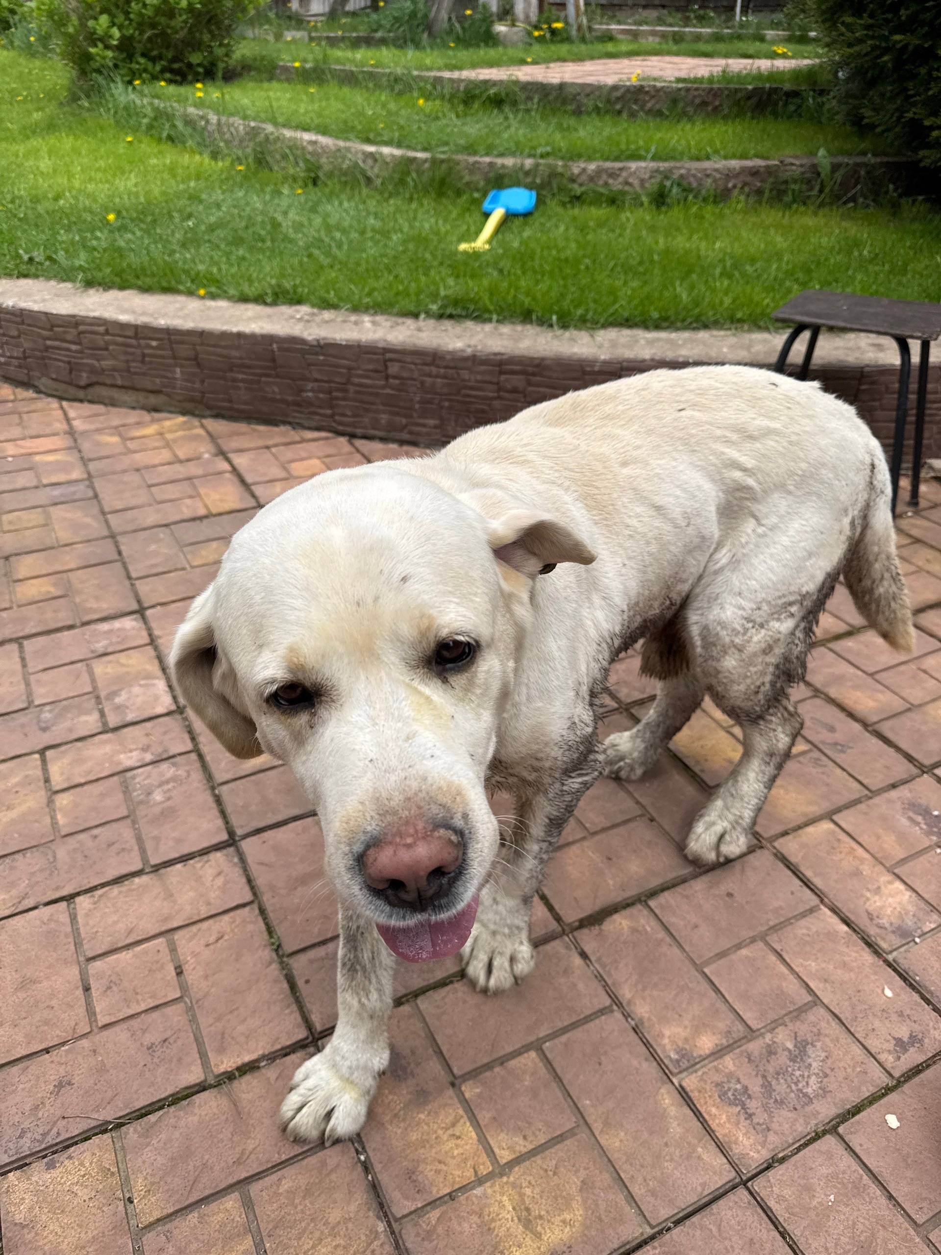 Найден лабрадор, улица Садовая, деревня Магалинщина