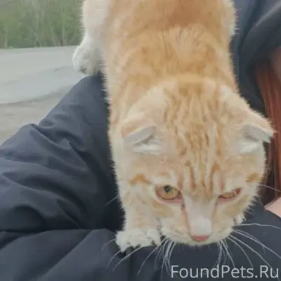 Найден вислоухий котёнок, район автомобильного моста
