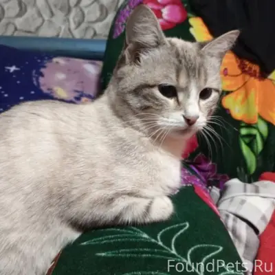 Пропала кошка Мальвина, Барановка