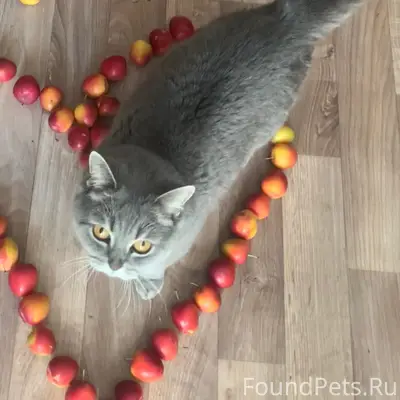 Пропала кошка, Разумное