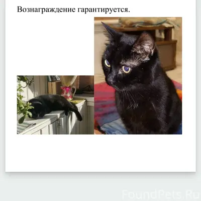 Пропал кот Марсик, Новопролетарская/Школьная, Аэродром