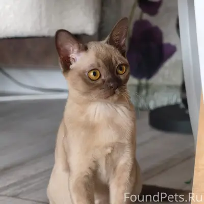 Пропала кошка, Заволжье 1