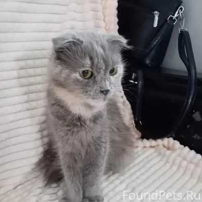Найдена вислоухая кошка, Батовская