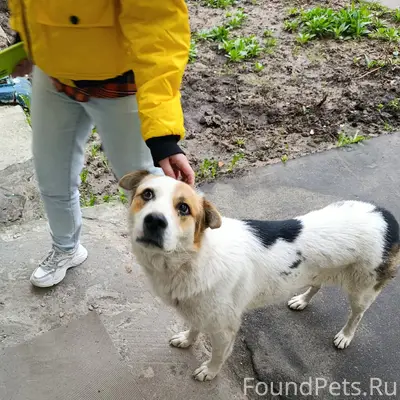Пропала собака, около Пионерская 9