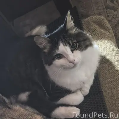  Это не просто кот, а любимый сын и член нашей семьи. 