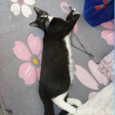Пропала кошка Шельма, Челябинск