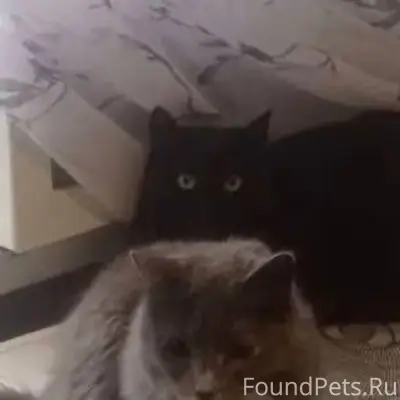 Пропал чёрный кот Черныш, Калуга