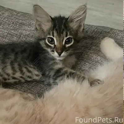 Пропал котёнок, 2-й бульварный проезд