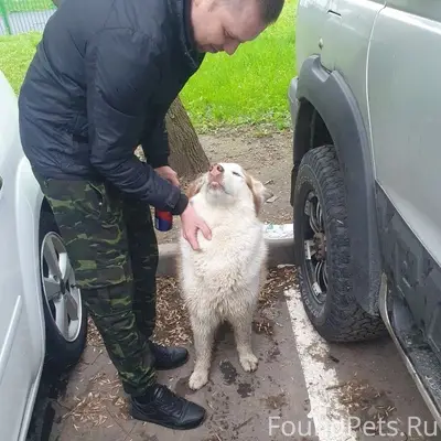 Найден тип собака, район Отрадное Москва