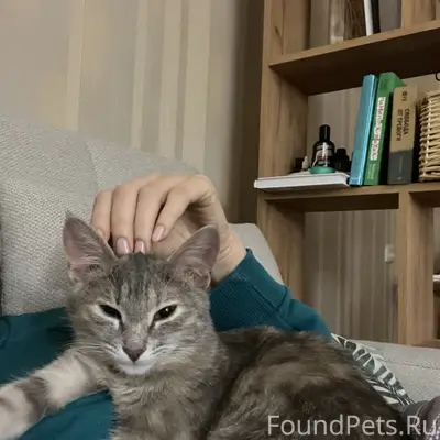 Пропала серая кошка в розовой шлейке. 