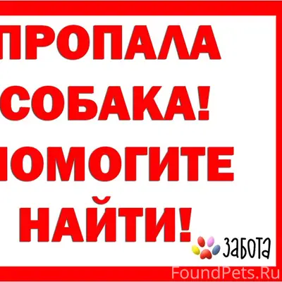 Пропала лайка Ася, район Герцена