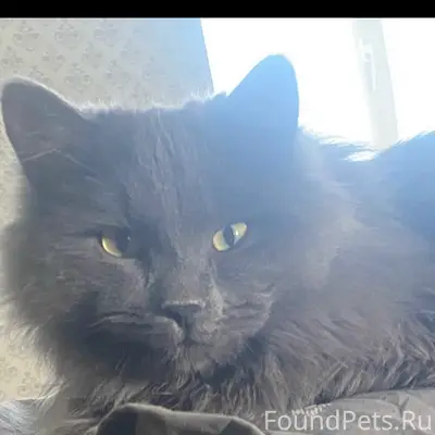 Пропал кот,