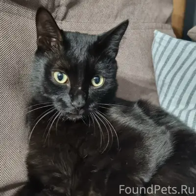 Пропал чёрный кот Чуча, Кыштым