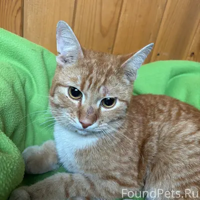 Найден кот, ул. Коммунистическая 7