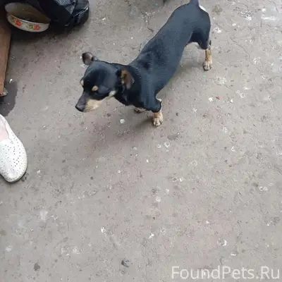 Пропал маленький кобель, пр-кт Металлургов