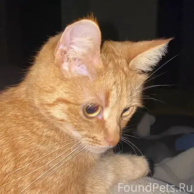 Пропала кошка Симба, Северный район