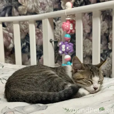 Пропала кошка Шпуля, ул. Мира