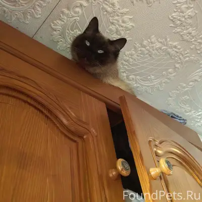 Пропал сиамский кот, центр Инза