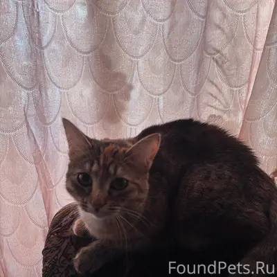 Пропала кошка Муся, район магазина Мечта