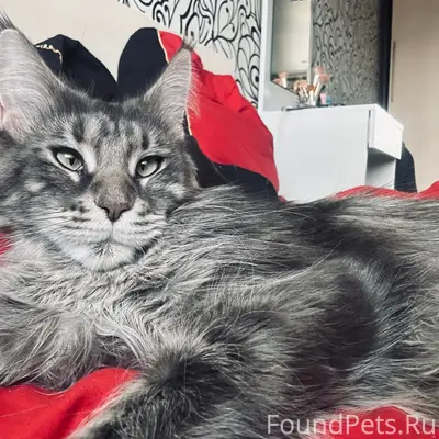 Пропала кошка Женя, район 6 школы
