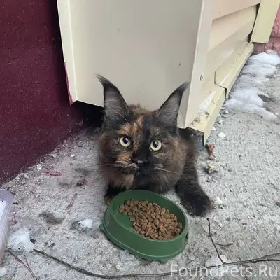 Найдена кошка, фенотип Мейн-Куна, ул. Комсомольская