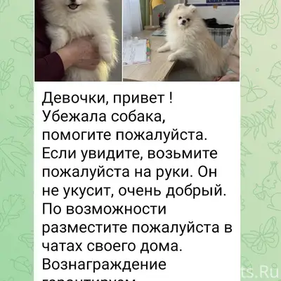 Пропал добрый пёс Джон, Новочебоксарск