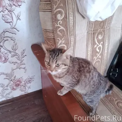 Пропала кошка Мурка, улица Шлыкова